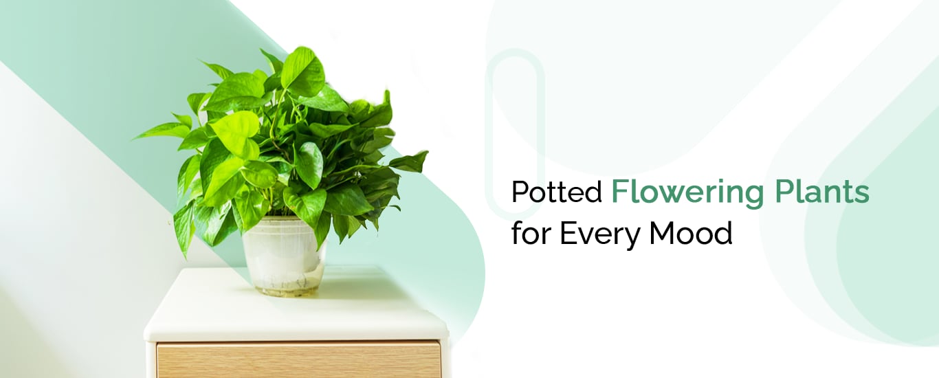 Mall Of Gardens Top Plant Nursery in Malaparamba, Kozhikode, Kerala